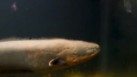 Electrophorus electricus fish, Electric Eel, in aquarium. close up view Stock Footage 337438372