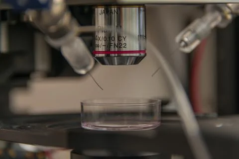 Electrophysiological setup with a microscope to record neurons in brain sampl Stock Photos