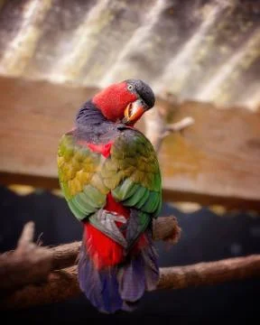 Electus Parrot Bird Stock Photos
