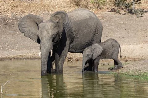 Elefant and Calf Drinking from a Watering Hole Stock Photos