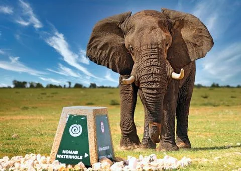  Elefant attackiert Wegweiser, Etosha, Namibia; african elephant attacks s... Stock Photos