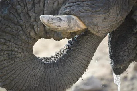Elefant close up Stock Photos