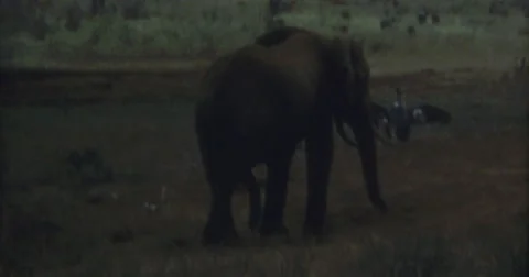 Elefant Dust Washing Safari Afrika 16mm 60s Stock Footage