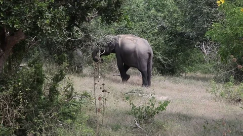 Elefant Video stock 127038306