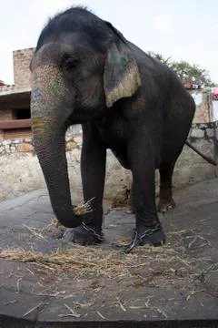 Elefant in India Stock Photos