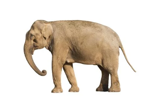 Elefant Stock Photos