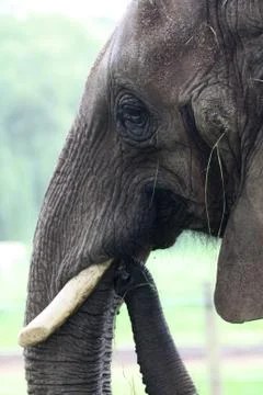 Elefant Stock Photos