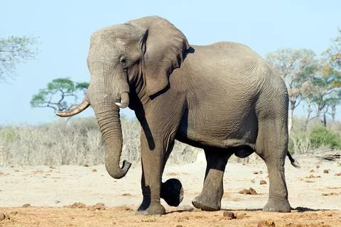Elefante elegante Stock Photos