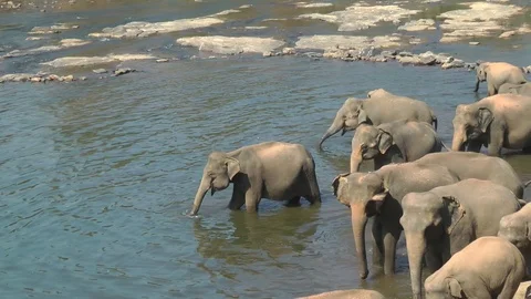 Elefants bathe at Sri Lanka in the river Stock Footage