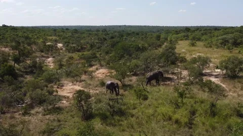 Elefants Video stock 172408936