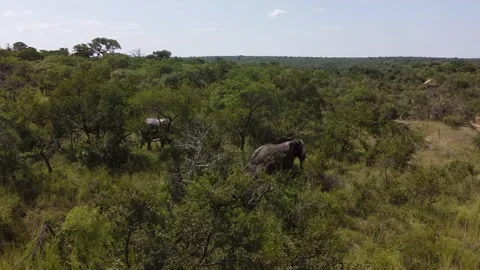 Elefants Video stock 172408989