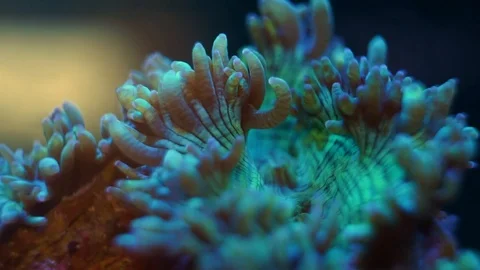 Elegance Coral (Macro) Stock Footage 119038472