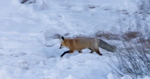 The Elegance of a Red Fox Vídeo Stock 239960333