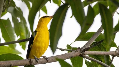Elegance in yellow. Stock Photos