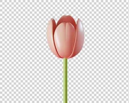 Elegant 3D Pink Tuli Stock Illustration