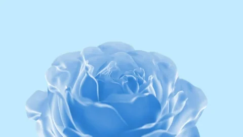 Elegant 3D Rose Bloom Logo Opener Stock After Effects