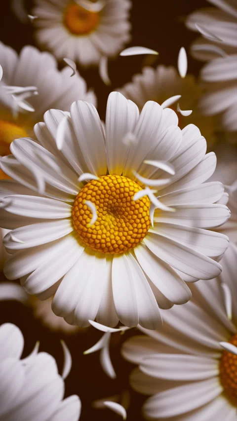 Elegant 3D seamless loop of daisies with drifting petals. Stock Footage 322017275