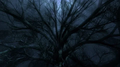 Elegant animation in the evening forest Stock Footage 147105150