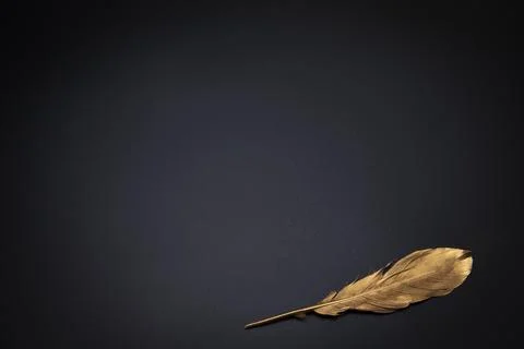 Elegant background, template for text or logo. Golden feather on the black .. Stock Photos