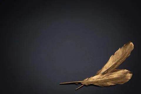 Elegant background, template for text or logo. Golden feathers on the black.. Stock Photos