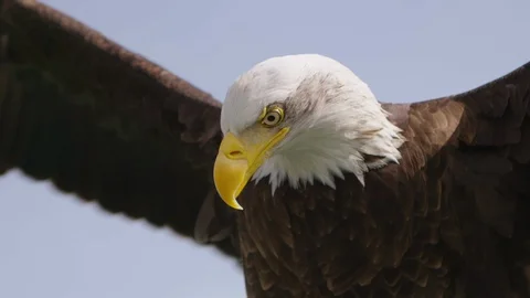 Elegant Bald Eagle Dramatically Flapping Wings in Slow Motion Stock Footage