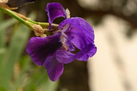 Elegant Bearded Iris Flower with Arching Falls and Upright Standards Fotos de archivo