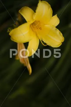 Elegant beautiful yellow lily in the Garden Stock Photos