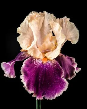 Elegant Bicolor Iris Bloom on a Deep Black Background Foto stock
