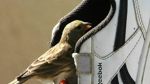 Elegant bird checking out for ecological food Stock Footage 206260480