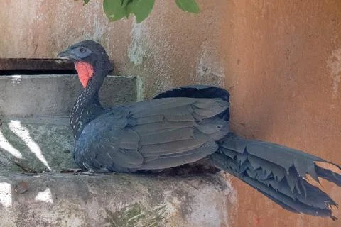 Elegant black bird with striking red wattle resting at Guadalajara Zoo exhibit Stock Photos