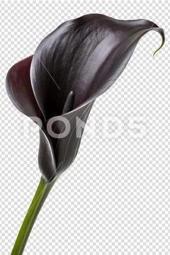 Elegant black calla lily on slender stem Modello PSD