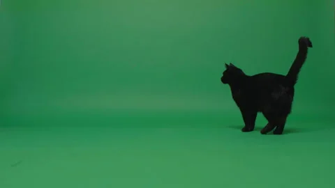 Elegant black cat Stock Footage 162376995