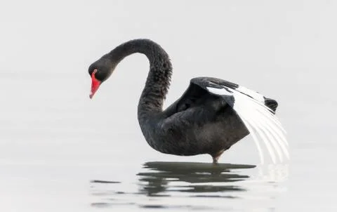 Elegant Black Swan Stock Photos
