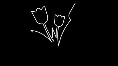 Elegant black tulip line animation on white background Stock Footage 324768898