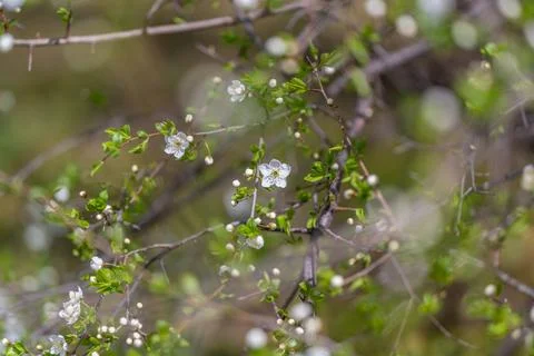 Elegant blossom on thin branch. Sharp image of white flower on delicate stem. Stock Photos