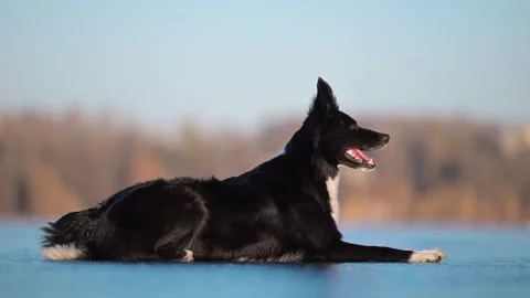 Elegant Border Collie stands gracefully on a frozen lake, reflecting on the icy Stock Footage 305094921