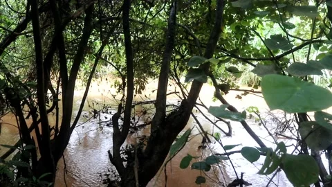 Elegant brown water river environment in jungle wildlife footage Stock Footage 220169852