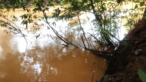 Elegant brown water river environment in jungle wildlife footage Stock Footage 220169870