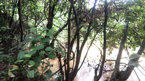 Elegant brown water river environment in jungle wildlife footage Stock Footage 220169899