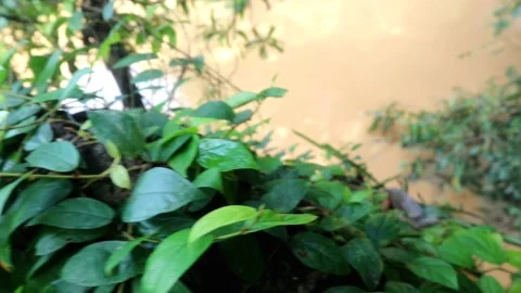 Elegant brown water river environment in jungle wildlife footage Stock Footage 220169920