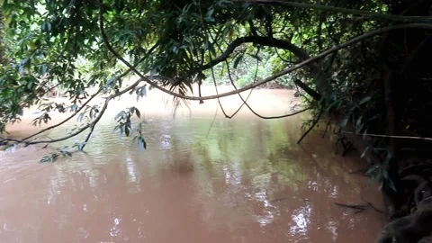 Elegant brown water river environment in jungle wildlife footage Stock Footage 220170161