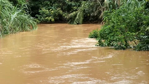 Elegant brown water river environment in jungle wildlife footage Stock Footage 220170392