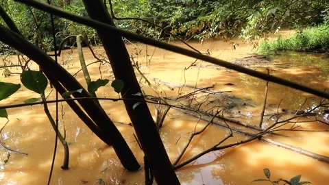 Elegant brown water river environment in jungle wildlife footage Stock Footage 220170433