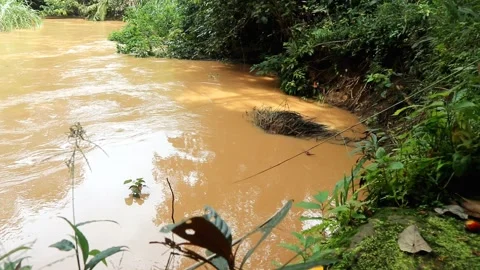 Elegant brown water river environment in jungle wildlife footage Stock Footage 220170555