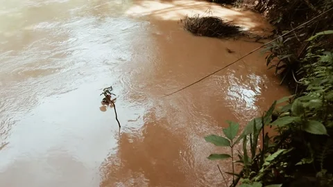 Elegant brown water river environment in jungle wildlife footage Stock Footage 220170627