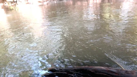 Elegant brown water river environment in jungle wildlife footage Stock Footage 220170995