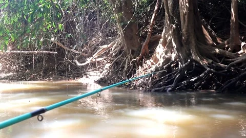 Elegant brown water river environment in jungle wildlife footage Stock Footage 220171027