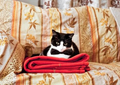 Elegant cat on sofa Stock Photos