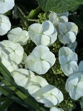 The elegant charm of Oakleaf Hydrangea gracing the garden. 库存照片