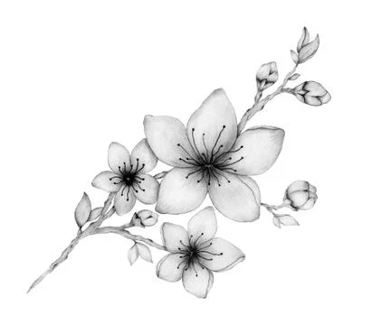 Elegant cherry blossom branch isolated on white Stock Illustration